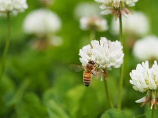 春の野原　シロツメクサと蜜蜂