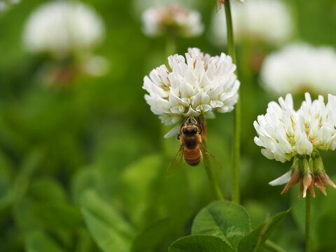春の野原　シロツメクサと蜜蜂