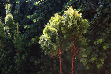 Thuja occidentalis Golden Smaragd in the garden.

