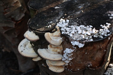 Beautiful tree mushrooms. Garden detail.