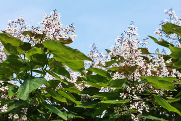 Flowers and leaves of globular catalpa. Catalpa Bignonioides Globulara.