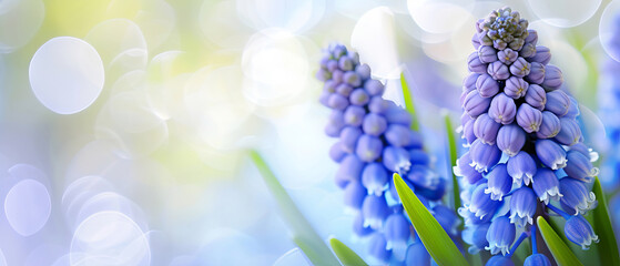 Artistic close-up of muscari,  grape hyacinth, against vibrant bokeh background, for enthusiasts of spring, flowers. Featuring leaves, ideal card or banner for refreshing season. Purple, green hues. - obrazy, fototapety, plakaty