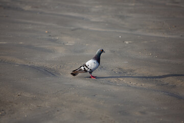bird on the sand