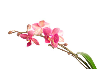 Sprig of Lilac orchid isolate on a white background