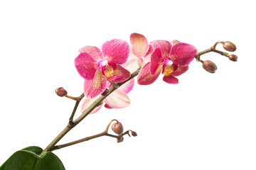 Sprig of Lilac orchid isolate on a white background