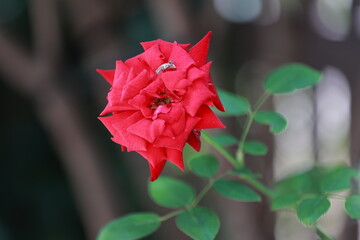 A beautiful blooming red rose.