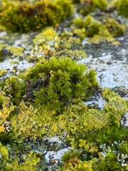 Moss and Lichen - 720329083