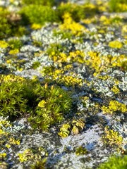 Moss and Lichen - 720329225