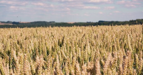 Wheat field agriculture