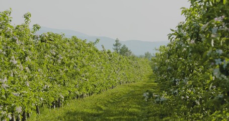 Fruit Trees In A Row On Agricultural Field