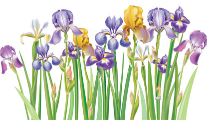 Border of irises