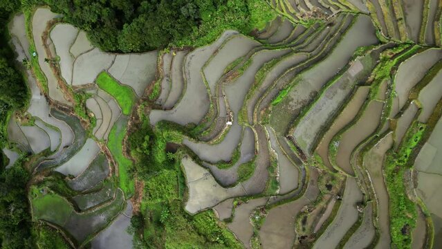 Aerial top view of picturesque Batad Rice Terraces in Ifugao Province, Luzon Island, Philippines, 4k