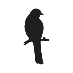 bird silhouettes white background. Vector illustration