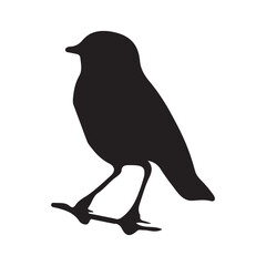 bird silhouettes white background. Vector illustration