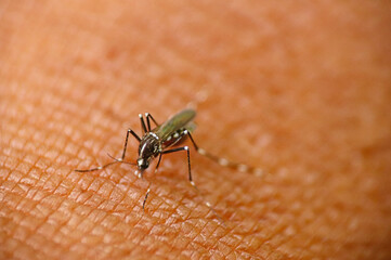 Mosquito sucking blood on human skin