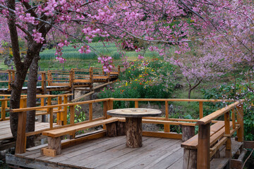 Sukura Cherry Blossom blooming at the Doi Inthanon national Park.