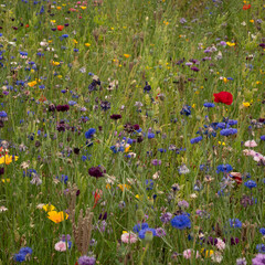 Wild Flowers in a field