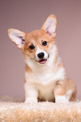 corgi