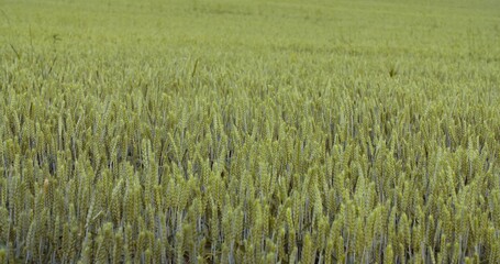 Crops Growing In Farm Against Sky