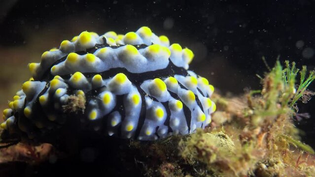 Phyllidia ocellata underwater yellow nobbed sea slug nudibranch stands alone on tropical ocean rock