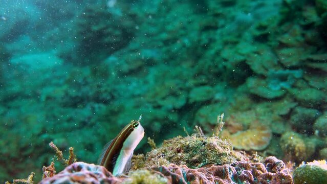 underwater blenny fish with big eyes and super cute slowly emerged from the cracks of the tropical coral reef rock.