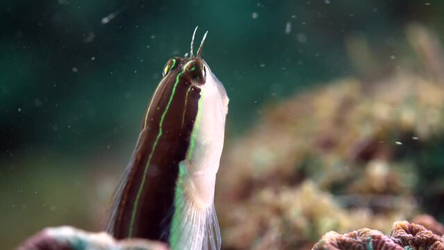underwater blenny fish with big eyes and super cute slowly emerged from the cracks of the tropical coral reef rock.