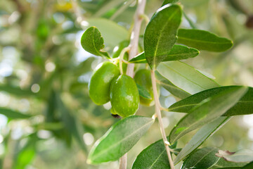 Green olives grow on the branch olive tree, close-up. Olive background for publication, design, poster, calendar, post, screensaver, wallpaper, postcard, banner, cover. High quality photo