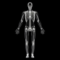 Fototapeta na wymiar X-ray full body scan of a white skeleton 