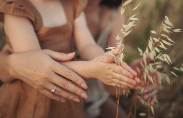 Hands of mom and a child in a wheat field. Transfer of experience in grain cultivation and bread...