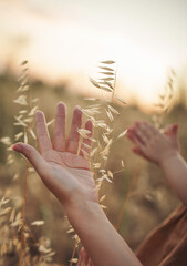 Hands of mom and a child in a wheat field. Transfer of experience in grain cultivation and bread...