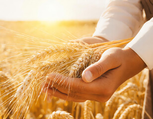 Golden harvest in a summer wheat field: A farmer's hand against the backdrop of ripe, healthy wheat ears