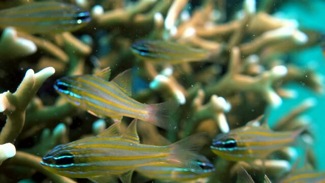 A group of cute yellow and blue tropical fish hide in the Acropora Corals  and move left and right with the current