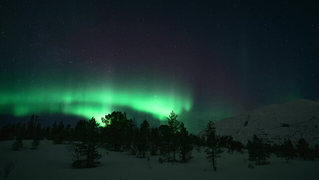 A vibrant and bright aurora dancing and forming a swirling motion above silhouettes of trees in a mountainous landscape in Bod&oslash;.