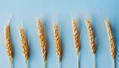 A row of wheat stalks on a blue background
