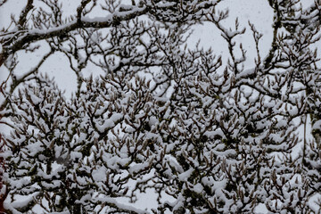 Schneebedeckter Magnolienbaum