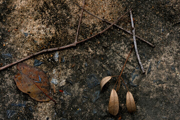 autumn leaves on the ground