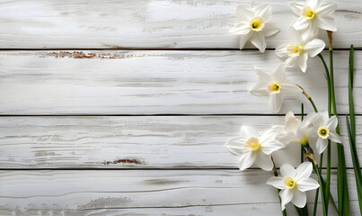 Daffodils flowers on the rustic white background. Flat lay. Spring banner concept with copy space. First spring flower. 