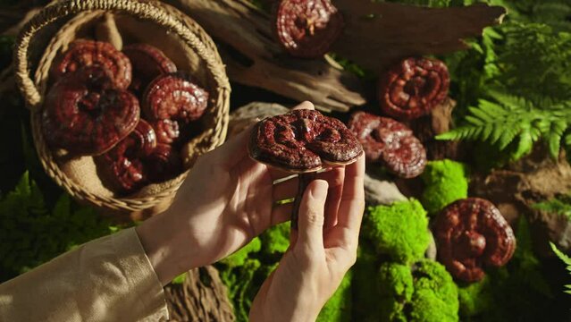Two hands are holding a lingzhi mushroom and looking closely. Ganoderma mushrooms are picked and stored in a rattan basket. Old forest scene with green moss, tree roots and ferns.