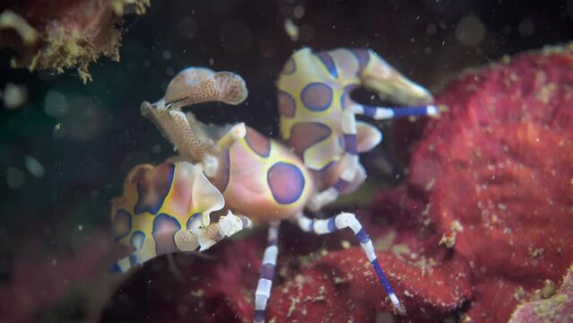 underwater Harlequin Shrimp Hymenocera picta macro close-up colorful and beautiful ocean critters