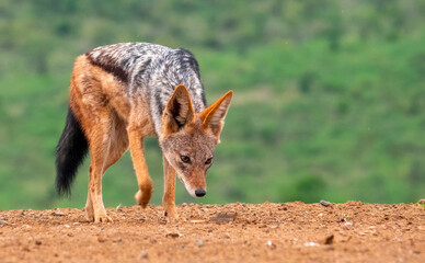 A black-backed jackal on the prowl at Scavengers' hide, Zimanga Private Game Reserve, KwaZulu Natal.