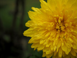 yellow flower