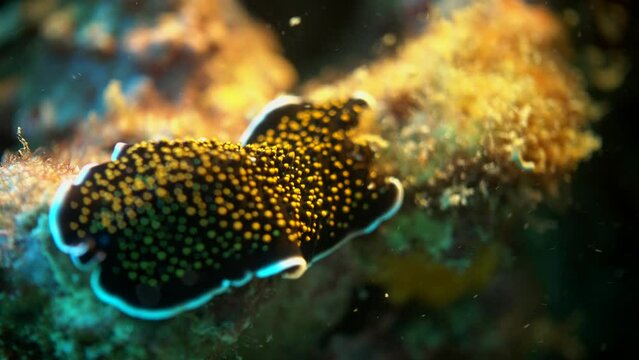 Black yellow spotted nudibranch flatworm crawling on rock on tropical coral reef rock