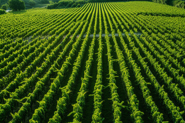Aerial photo of a lush green vineyard, rows forming a pattern