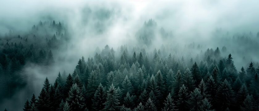 Landscape photo of fir misty forest with fog. Natural esthetic view for environment consciousness.