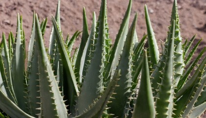 A cactus with spiky leaves