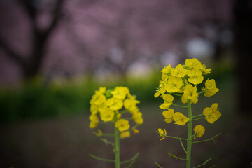 菜の花のクローズアップ