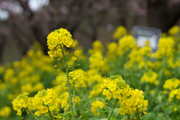 菜の花