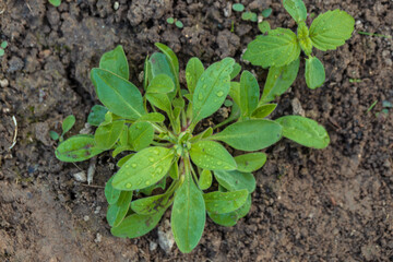 Forget-me-nots (Myosotis arvensis) blue Flowers. Rosette of the weed Forget-me-not Marsh semperflorens