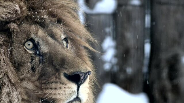 Close-Up of Lion in the Snow, Showing Majestic Mane and Pristine Winter Environment