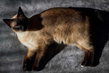 Top view of Mekong bobtail cat resting on dark background in the sunshine